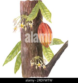 Watercolor illustration of cocoa brown tree trunk, leaves, red cocoa fruit and tree flowers. Isolated hand drawn illustration. Suitable for packaging Stock Photo