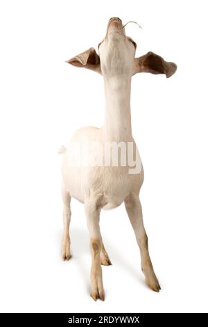 Studio portrait of a mixed-breed goat on a white background. Stock Photo