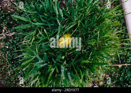 A plastic yellow easter egg nestled in a tuft of green grass Stock Photo