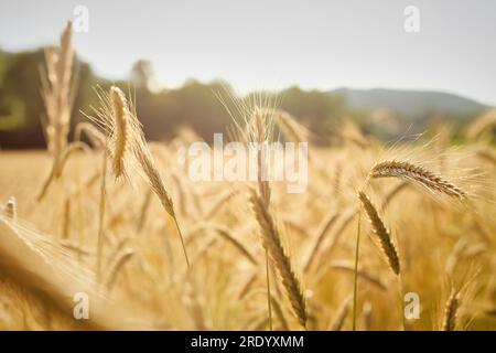 A peaceful Vermont field of wheat in the afternoon sun Stock Photo