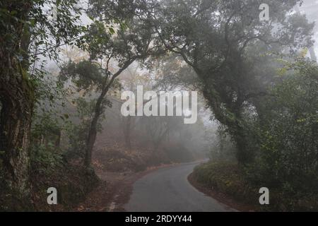 Mystical road towards the Palacio de Regaleira with fog Stock Photo