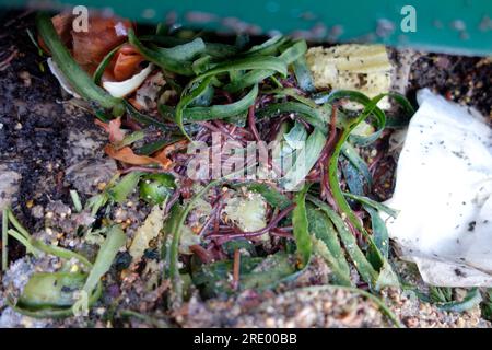 Red wiggler worms hi-res stock photography and images - Alamy