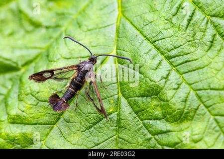 currant clearwing moth, currant borer (Synanthedon tipuliformis, Aegeria tipuliformis), sitting on a leaf, dorsal view, Netherlands, Frisia Stock Photo