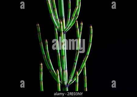 Marsh horsetail (Equisetum palustre), sprout deatil with against black background, Netherlands Stock Photo