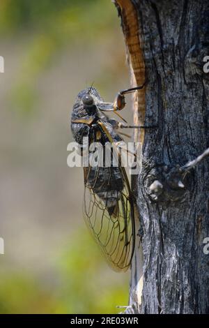 Common Southern European cicada (Lyristes plebejus, Lyristes plebeius, Lyristes plebeia, Tibicen plebejus, Tibicen plebeius), sitting at a tree Stock Photo