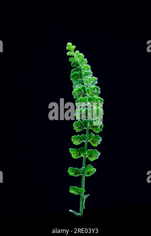 Green spleenwort (Asplenium viride), underside of leaf with sporangia against black background, Netherlands Stock Photo