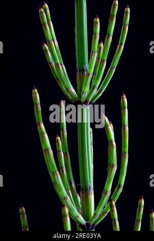 Marsh horsetail (Equisetum palustre), sprout deatil with against black background, Netherlands Stock Photo