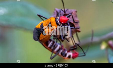True Ladybug Bapak pucung or bok bok cong, Latin for Dysdercus cingulatus, is a ...