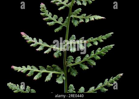 brittle bladder-fern, fragile fern (Cystopteris fragilis), underside of leaf, leaflets against black background, Netherlands Stock Photo