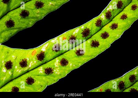 Intermediate polypody (Polypodium interjectum), leaflets against black background, underside with sori, Netherlands Stock Photo