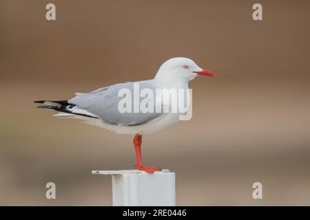silver gull (Chroicocephalus novaehollandiae, Larus novaehollandiae), sitting on a post, Australia, Suedaustralien Stock Photo