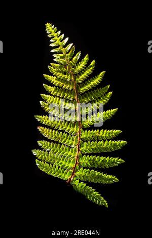 hard shield fern (Polystichum aculeatum), part of the underside of a leaf against black background, Netherlands Stock Photo