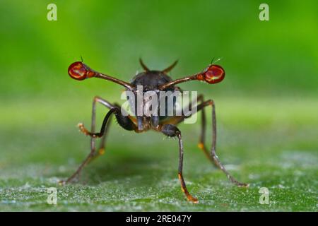stalk-eyed fly, (Diasemopsis comoroensis), front view Stock Photo