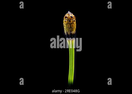 variegated horsetail, variegated scouring-rush (Equisetum variegatum), fertile sprout with cone against black background, Netherlands Stock Photo