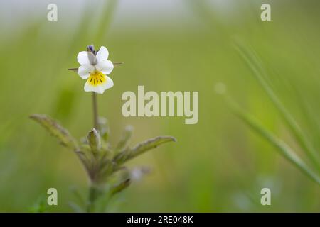 cultivated pansy, field pansy, small wild pansy (Viola arvensis), flowering, Netherlands Stock Photo