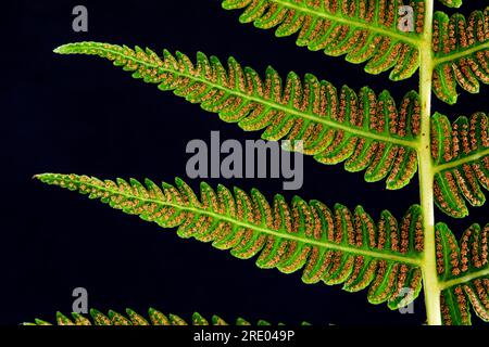 Sweet mountain fern, Lemon-Scented Fern, Mountain Fern (Oreopteris limbosperma, Thelypteris limbosperma, Lastrea limbosperma), underside of leaf, Stock Photo