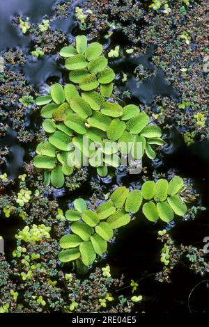 Water on floating fern (Salvinia natans). Close-up of a water droplet ...