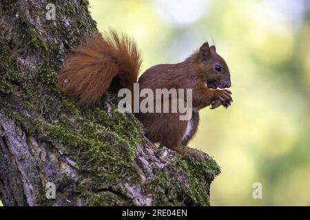 European red squirrel, Eurasian red squirrel (Sciurus vulgaris), sits eating on a mossy tree trunk, side view, Germany Stock Photo