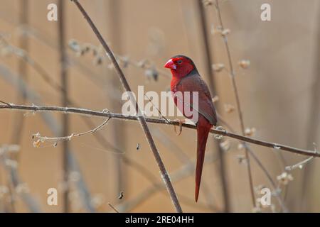 crimson finch (Neochmia phaeton), sitting on a branch, Australia, Queensland Stock Photo