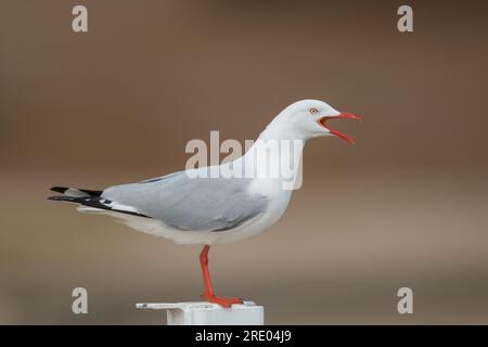 silver gull (Chroicocephalus novaehollandiae, Larus novaehollandiae), sitting on a post calling, Australia, Suedaustralien Stock Photo