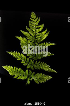 broad buckler-fern (Dryopteris dilatata, Dryopteris austriaca), upper side of leaf against black background, Netherlands Stock Photo