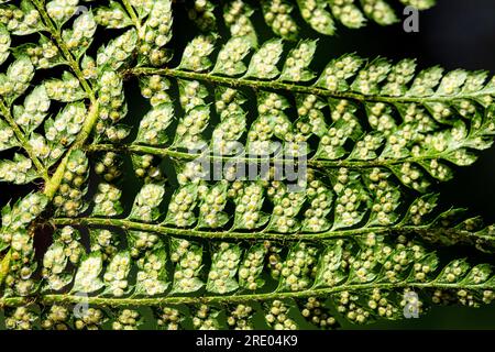 soft shield fern (Polystichum setiferum), underside of leaf, leaflets with sporangia against black background, Netherlands Stock Photo