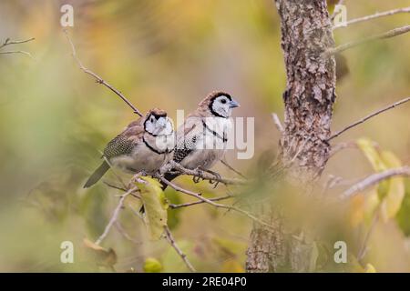 double-barred finch (Poephila bichenovii, Taeniopygia bichenovii), two double-barred finches perching together on a branch, Australia, Queensland Stock Photo