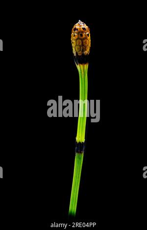 variegated horsetail, variegated scouring-rush (Equisetum variegatum), fertile sprout with cone against black background, Netherlands Stock Photo