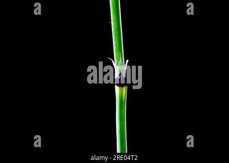 dwarf scouring-rush, Sedge-like horsetail (Equisetum scirpoides), sprout against black background, Netherlands Stock Photo