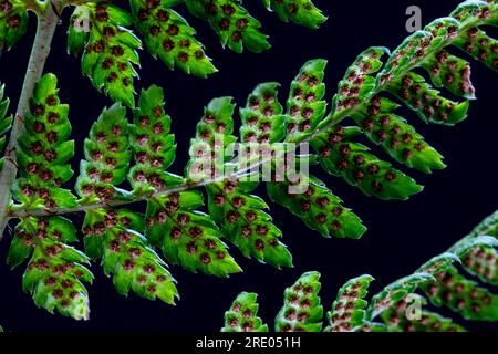 broad buckler-fern (Dryopteris dilatata, Dryopteris austriaca), underside, leaflets with sporangia against black background, Netherlands Stock Photo