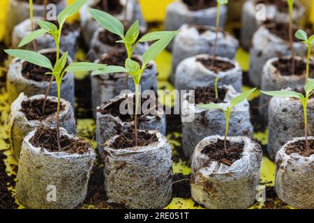 chili pepper, paprika (Capsicum annuum), seedlings grown from seed in peat pots Stock Photo