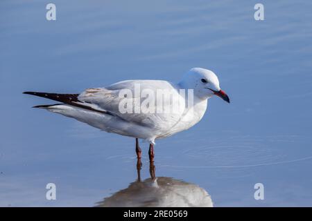 silver gull (Chroicocephalus novaehollandiae, Larus novaehollandiae), sitting on a rock, Australia, Suedaustralien Stock Photo