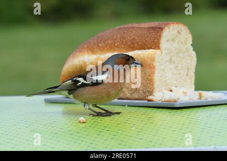 chaffinch (Fringilla coelebs), male eating from a baguette on a camping table, side view, France, Brittany, Erquy Stock Photo