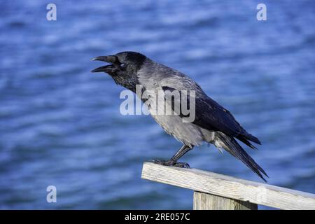 Hooded crow (Corvus corone cornix, Corvus cornix), sitting on a balustrade, calling, Norway, Troms Stock Photo