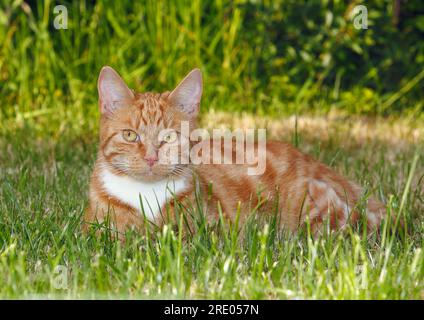 young red tabby tomcat lying in the meadow Stock Photo