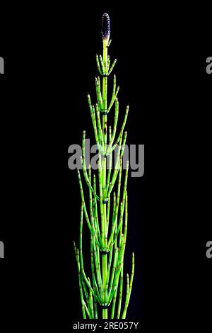 Marsh horsetail (Equisetum palustre), sprout with sporophyll against black background, Netherlands Stock Photo