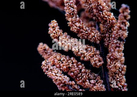 royal fern (Osmunda regalis), sporangia against black background, Netherlands Stock Photo