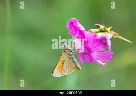 small skipper (Thymelicus sylvestris, Thymelicus flavus), sucking nectar at Dianthus, Germany, Rhineland-Palatinate Stock Photo