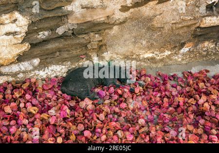 Cat Sleeping on Petals, Pirgos, Tinos. Stock Photo