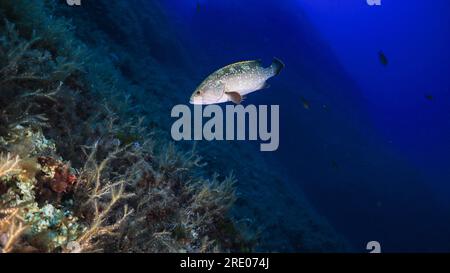 A Dusky Grouper caught in the lights Stock Photo