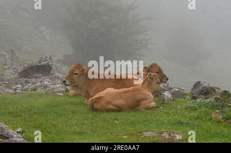 Calves in the mist next to the lakes of Covadonga Stock Photo
