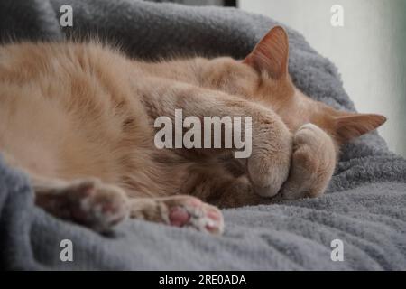 Tabby cat resting on couch. Stock Photo