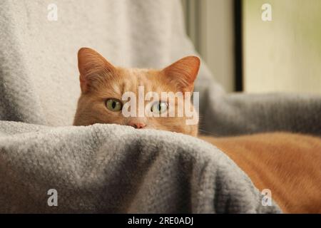 Tabby cat resting on couch. Stock Photo