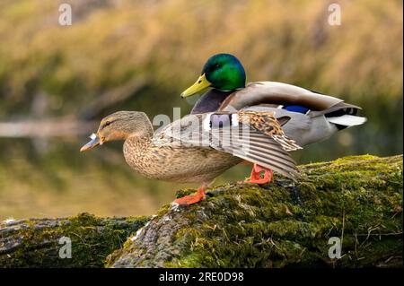 Mallard ducks Anas platyrhynchos resting motionless on a tree trunk. Female sitting on one leg with outstretched wing. Pond Trencin, Slovakia Stock Photo