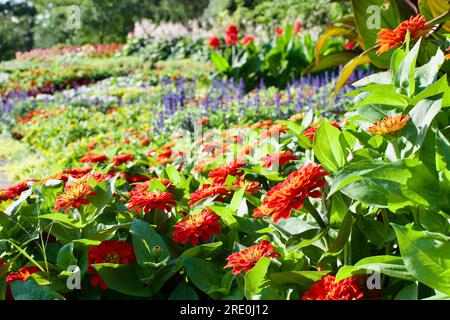 zinnias in bloom Stock Photo