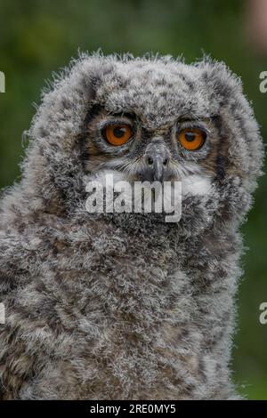 A close up portrait of the eagle owl chick COTSWOLDS FALCONRY CENTRE, ENGLAND IMAGES TAKEN yesterday July 23rd 2023 show an eagle owl in the UK as it Stock Photo
