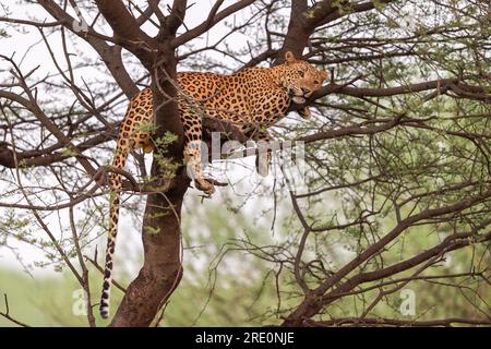 indian wild huge and large male leopard or panther or panthera pardus resting on tree trunk or branch eye contact in natural monsoon green background Stock Photo