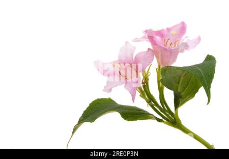 weigela flowers isolated on white background Stock Photo