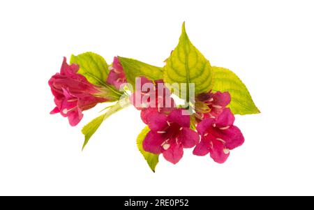 weigela flowers isolated on white background Stock Photo