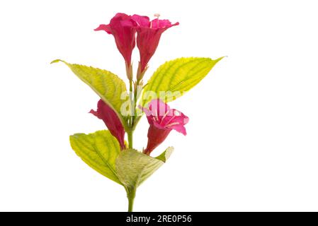 weigela flowers isolated on white background Stock Photo - Alamy